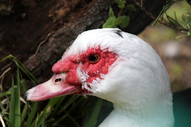 不仅提高了 不仅提高了