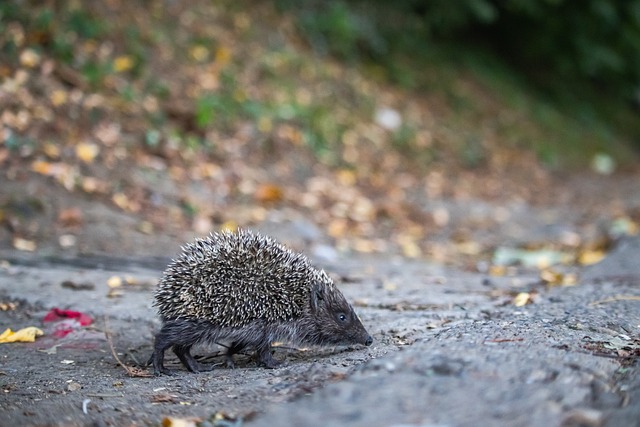 則代表著重 則代表著重